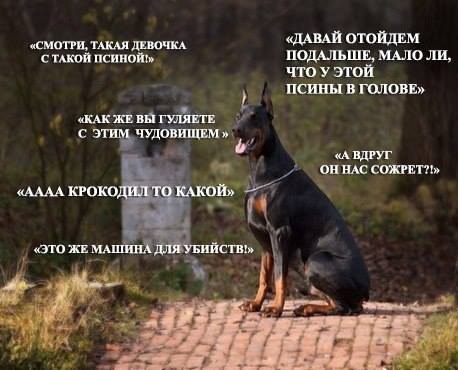 .•°Dogs Forever°•. - 3 августа 2014 в 23:43
