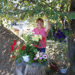 ������, ����������, 66 ���