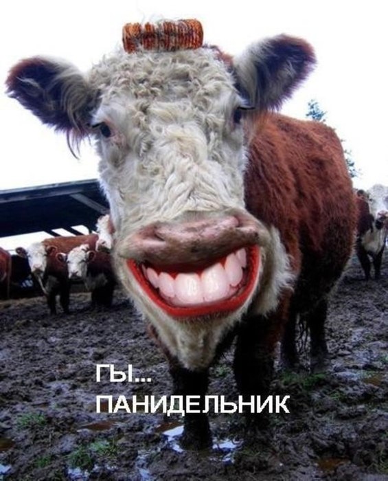     ,     ,  .  ,   ...
