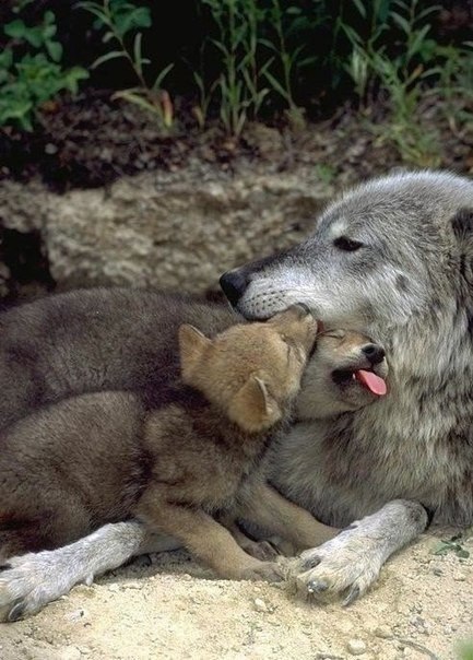  . #animal@travel.blog
