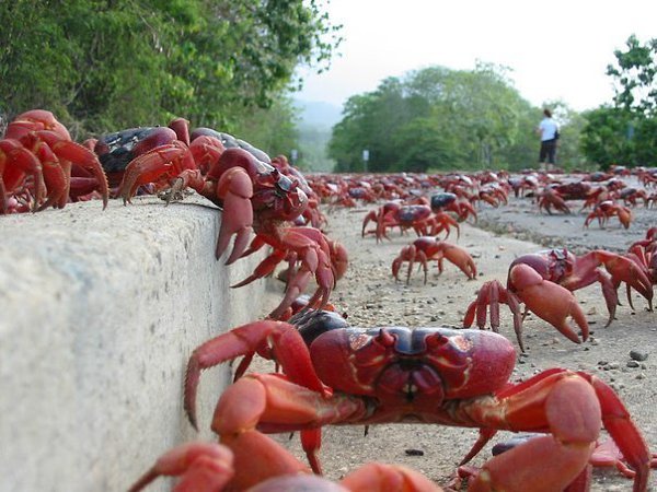 Есть такая чудесная штука, называется crab bucket theory — «теория ведра с крабами». Если вкратце, ...
