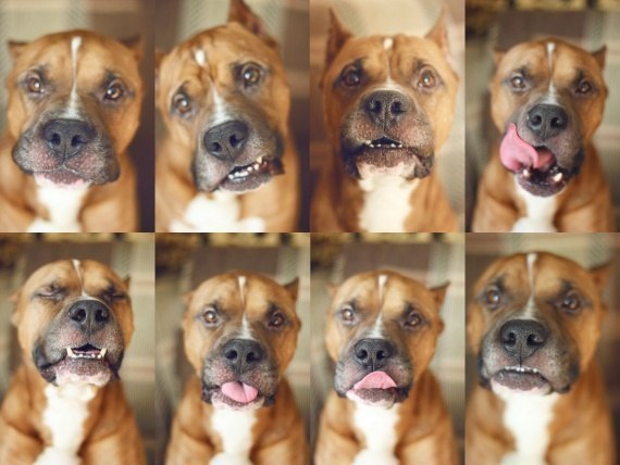 .•°Dogs Forever°•. - 2  2014  23:28