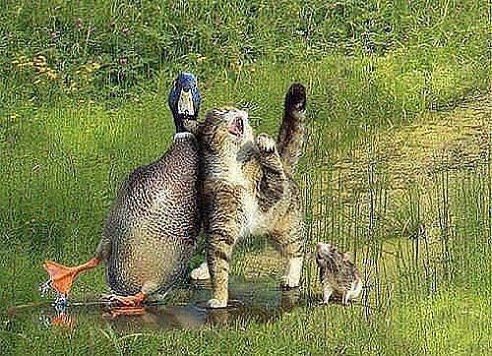     ,  -  ...  ...   ...  ...