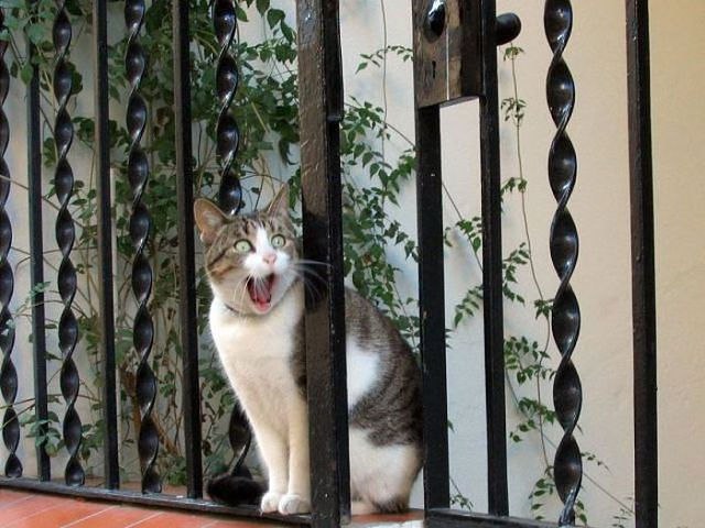   ,   ???!!!    -  ...