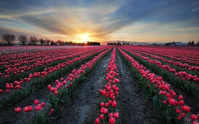  , . Field of tulips, Holland.