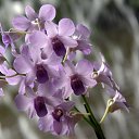���� �����, ������, 76 ��� - ��������� 12 ���� 2014 � ������ �flowers�
