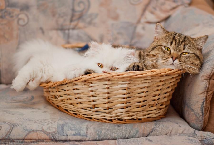  .,   Flickr   memberx,   .  ... - 15