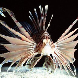 ����, ������, 43 ����