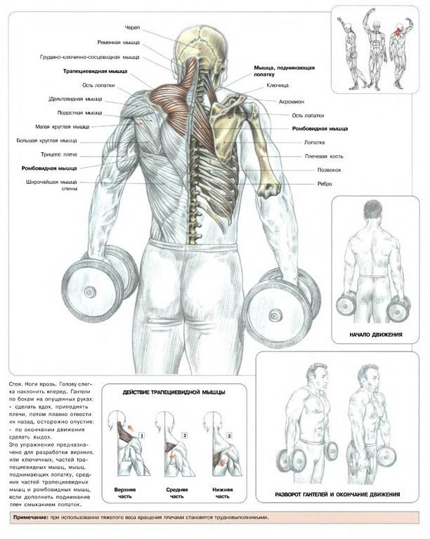 Бодибилдинг упражнения рисунки
