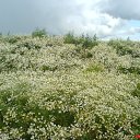 ���� Aror, �����-���������, 37 ��� - ��������� 12 ��� 2014 � ������ ���� ����������