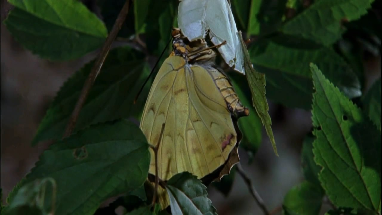  :    .(Wild Asia: A Forest for All Seasons)     ... - 3