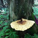  , --, 52  -  18  2014     2014