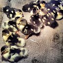 ���� ������, �����, 47 ��� - ��������� 29 ��� 2014 � ������ ������ ��������