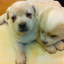 ���� �������, �������, 46 ��� - ��������� 4 ������ 2014 � ������ ������ ��������