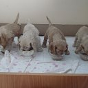 ���� �������, ���������, 51 ��� - ��������� 27 ����� 2014 � ������ ���� ����������