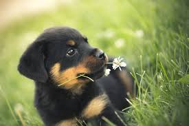 Favorite animals. - 3 ���� 2014 � 22:03