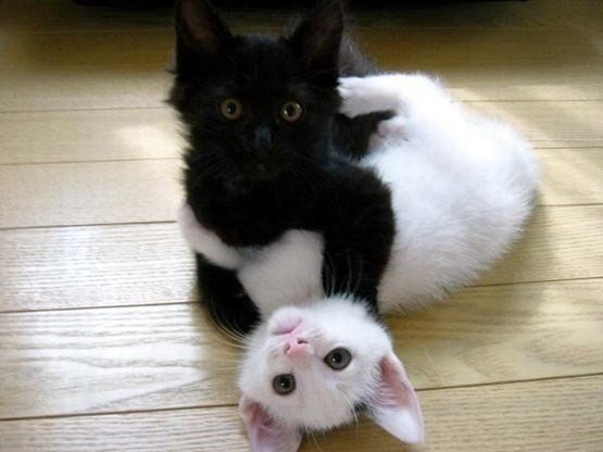 Black & white. #animal@travel.blog - 4