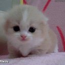 ���� �����, ������, 35 ��� - ��������� 8 ������ 2014 � ������ ������ ��������