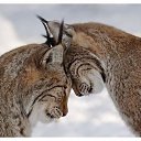  , , 40  -  5  2014   ***