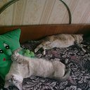 ���� Xorston, ������� - ��������� 29 �������� 2014 � ������ ���� ����������