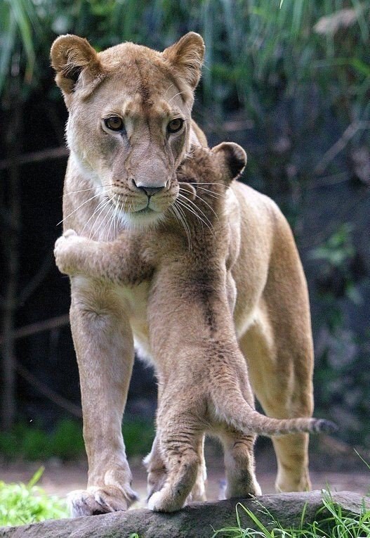 .#animal@travel.blog - 3