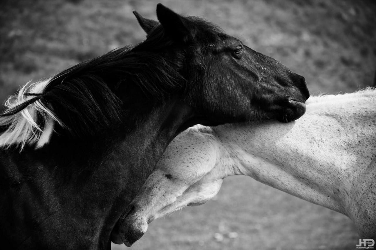   : Black & White - 2