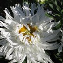 ���� �������, �������, 41 ��� - ��������� 1 ������� 2014 � ������ ���� ����������