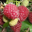 ���� �������, �����������, 71 ��� - ��������� 30 �������� 2014 � ������ ���� ������� �������