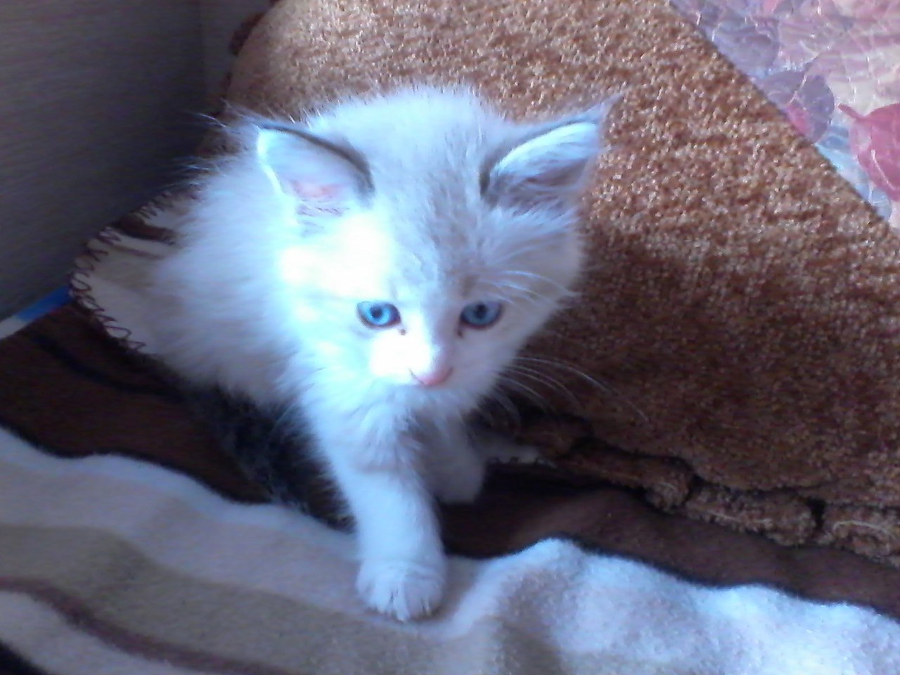 Не могу найти котенка. Нашелся котенок кубинка 10. муром ищу котенка. город алексин найти котенка в добрые руки.