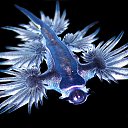   (Glaucus atlanticus)    