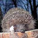 ���� Kolya, ����, 52 ���� - ��������� 7 ������� 2014 � ������ ���� ����������