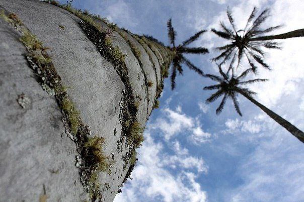     -   (Valle de Cocora), .  (Valle de ... - 2