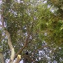  Flura, , 64  -  8  2014    