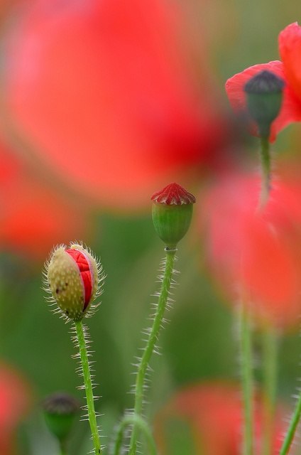    ,       ,  ,       ... - 6