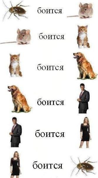 Подписывайтесь на нас: http://fotostrana.ru/public/233467 ;-) Круговорот страха в природе: