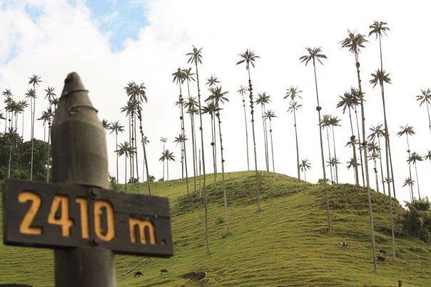     -   (Valle de Cocora), .  (Valle de ... - 4