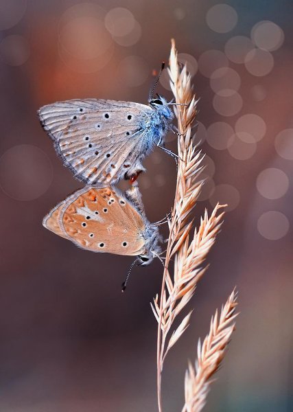 Свобода — классная штука, но иногда хочется поменять ее на счастье. - 6