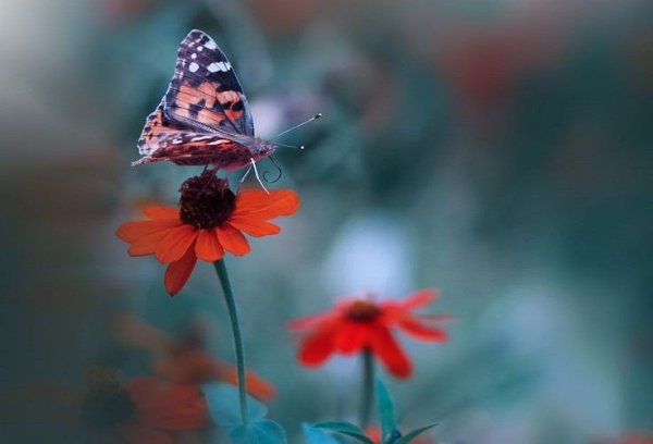 Свобода — классная штука, но иногда хочется поменять ее на счастье. - 2