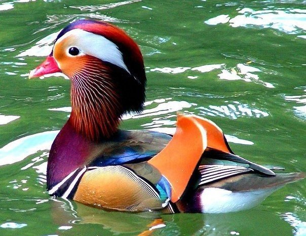   : <a href=