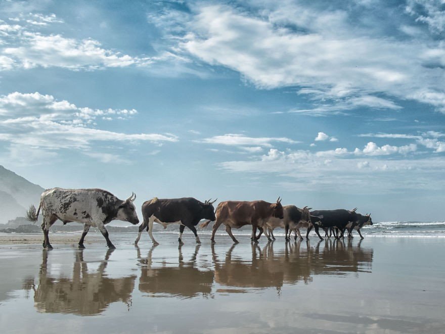    .#animal@travel.blog - 3
