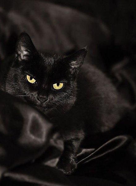 black kitty :3 - 4