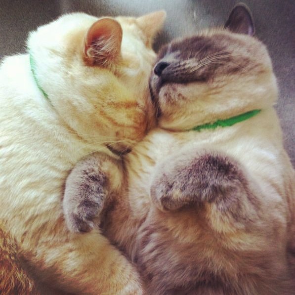  #_@catism.      :3