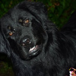 Leonid, , 54  -  22  2014