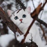         ,    : , ,   :) - 4
