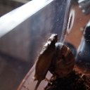 ���� Hell Girl, ���������, 31 ��� - ��������� 31 ������� 2014 � ������ ��������� ���