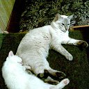 ���� Xorston, ������� - ��������� 29 �������� 2014 � ������ ���� ����������