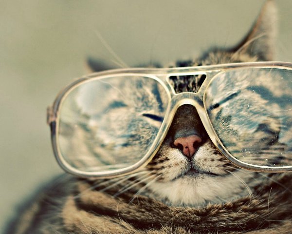 &deg;&bull;Cats Forever&bull;&deg; - 4 ������� 2014 � 20:30
