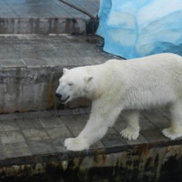 ���� ����, ������ - ��������� 9 ������� 2014