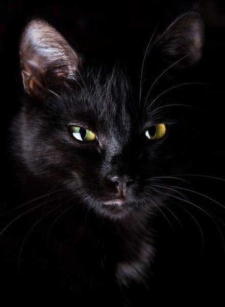 black kitty :3 - 5