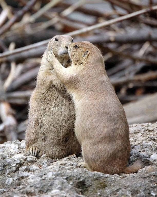 .#animal@travel.blog - 2